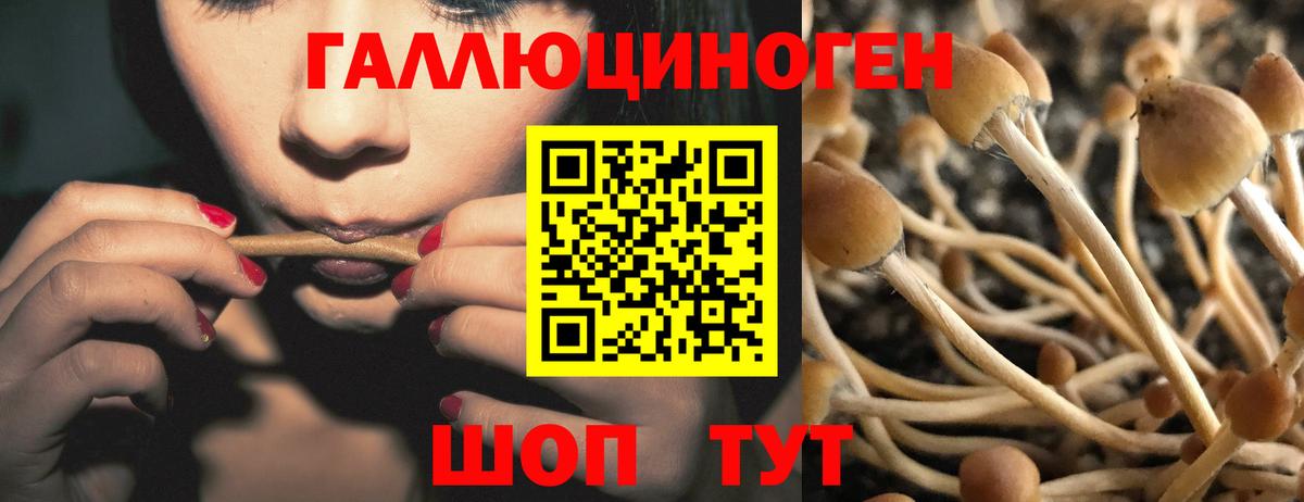 Псилоцибиновые грибы Magic Shrooms  Вход с VPN  Вологда  Галлюциногенные грибы Psilocybe 